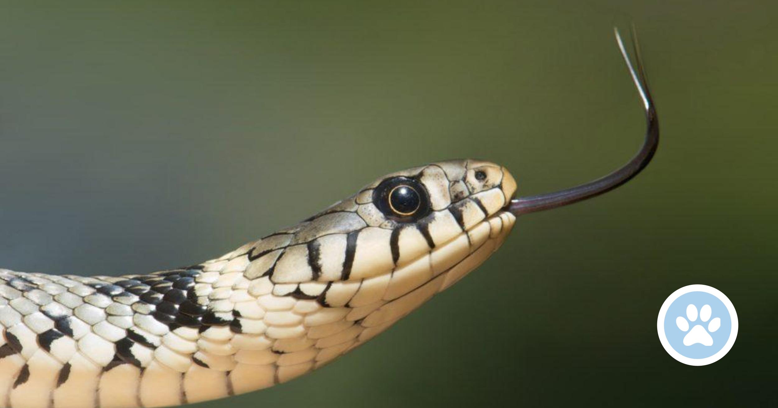 Hvorfor har nogle slanger giftige tænder