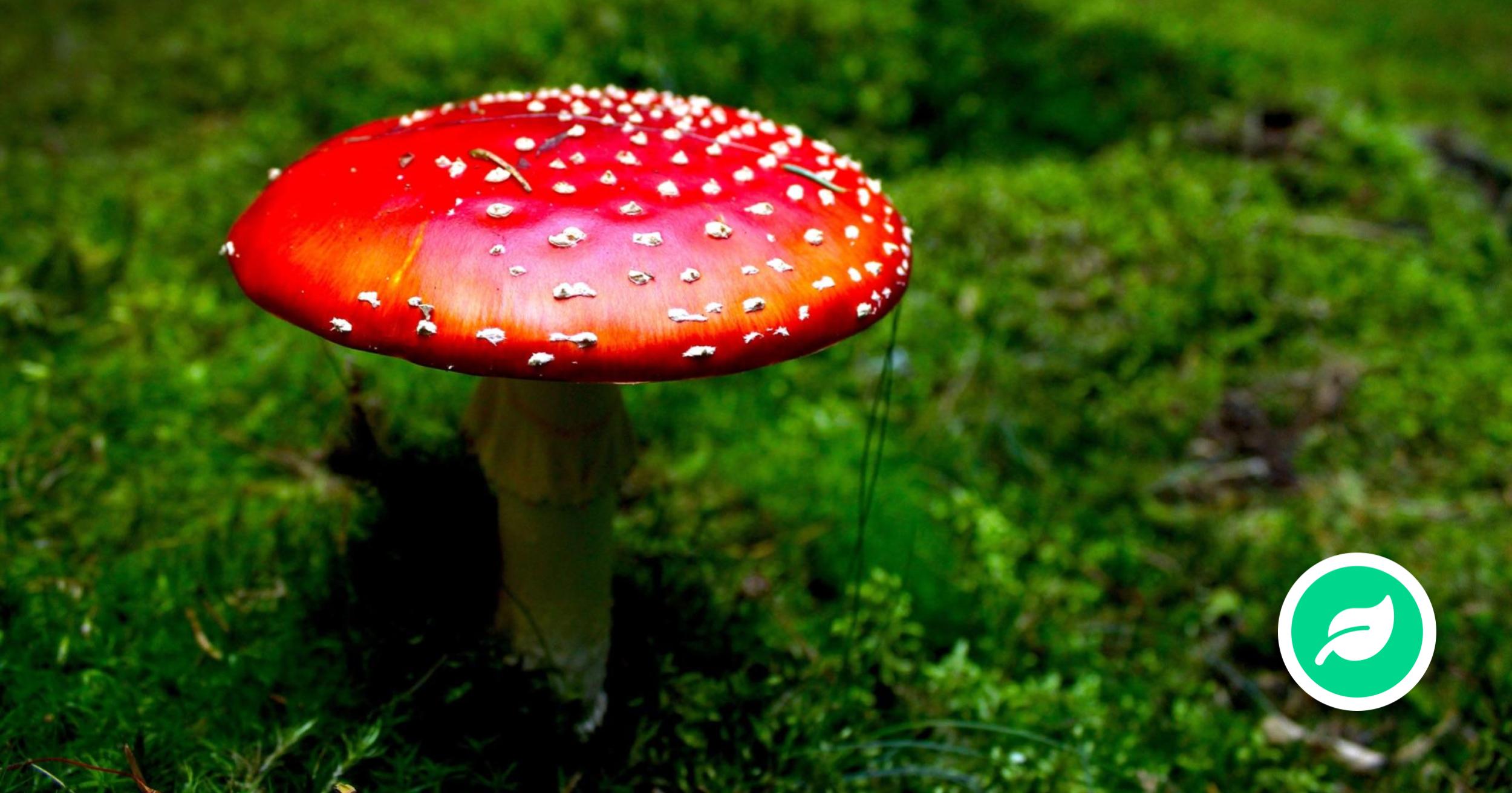 Hvorfor er nogle svampe giftige?
