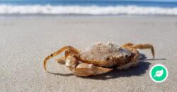 vil du med en tur på stranden