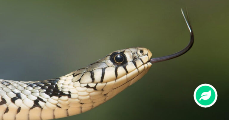 Hvorfor har slanger giftige tænder