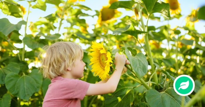 Hvorfor dufter blomster?