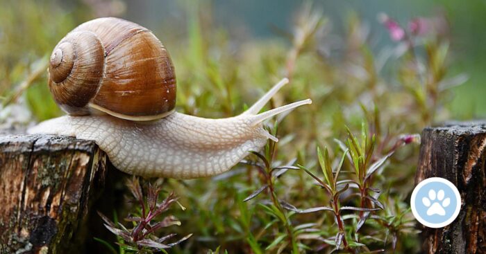 Hvorfor har snegle sneglehuse