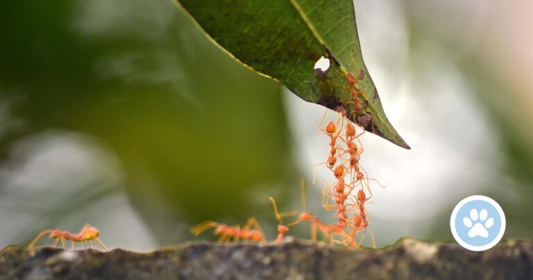 Hvorfor er myrer så stærke?