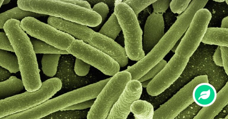 Hvad er en bakterie?
