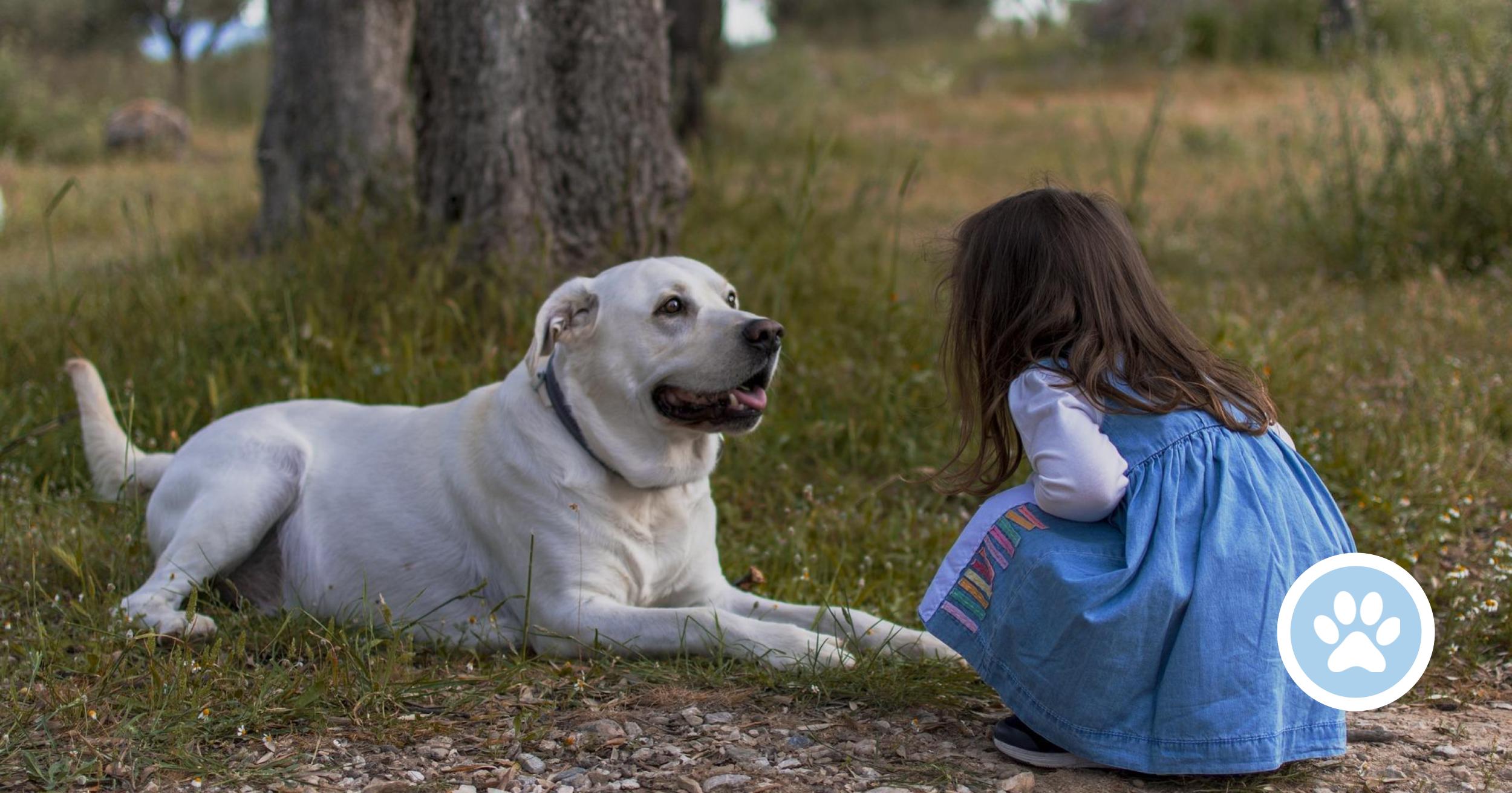 Hvordan kan hunde forstå mennesker?