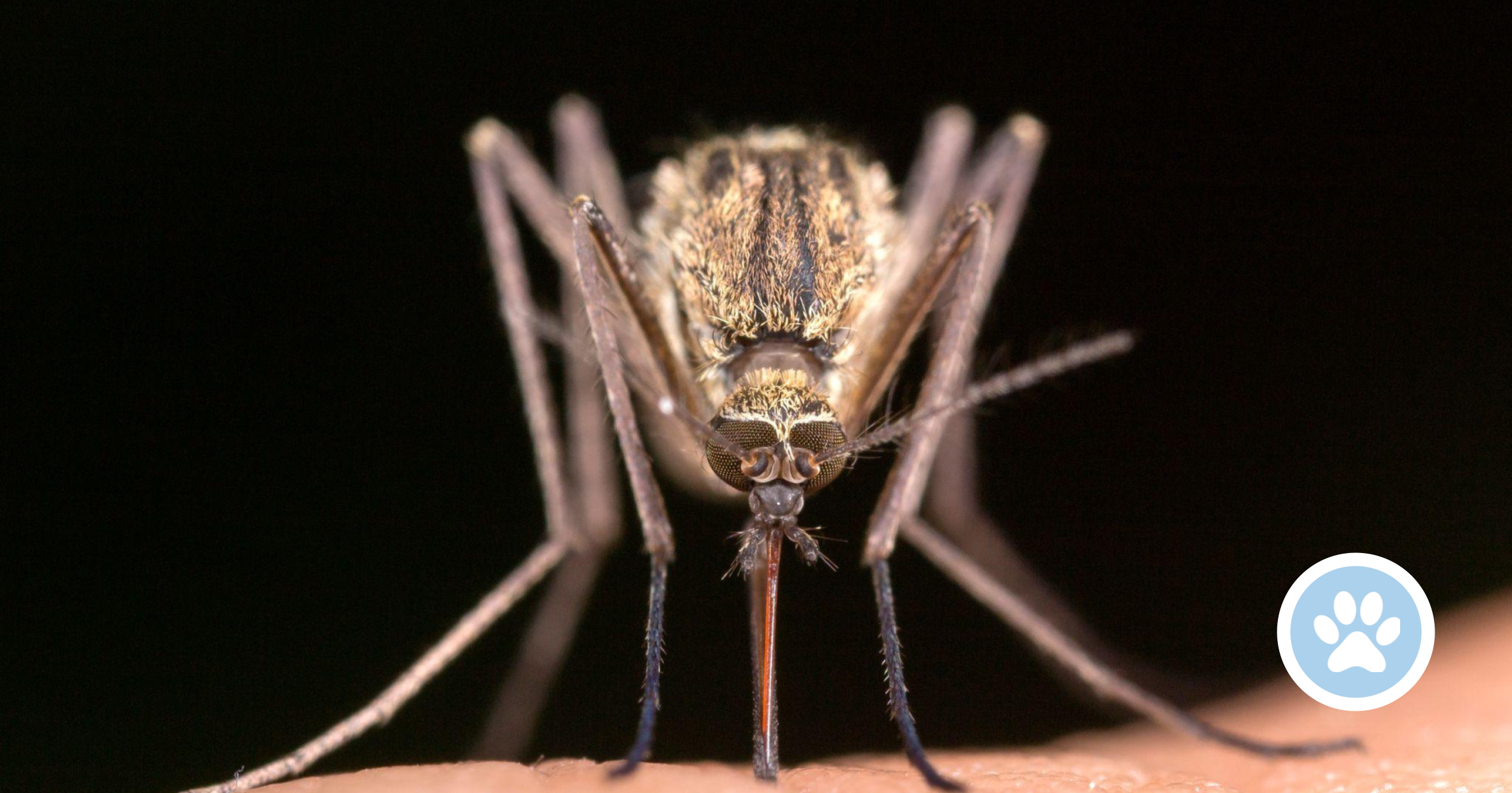 Hvorfor stikker myg? Hvorfor klør myggestik?