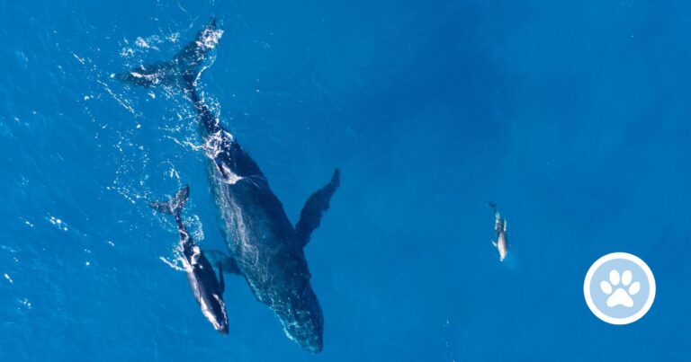 Hvordan endte hvaler i havet?
